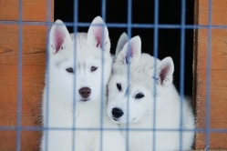 Hope - Wspolne zabawy szczeniat 11 tygodni